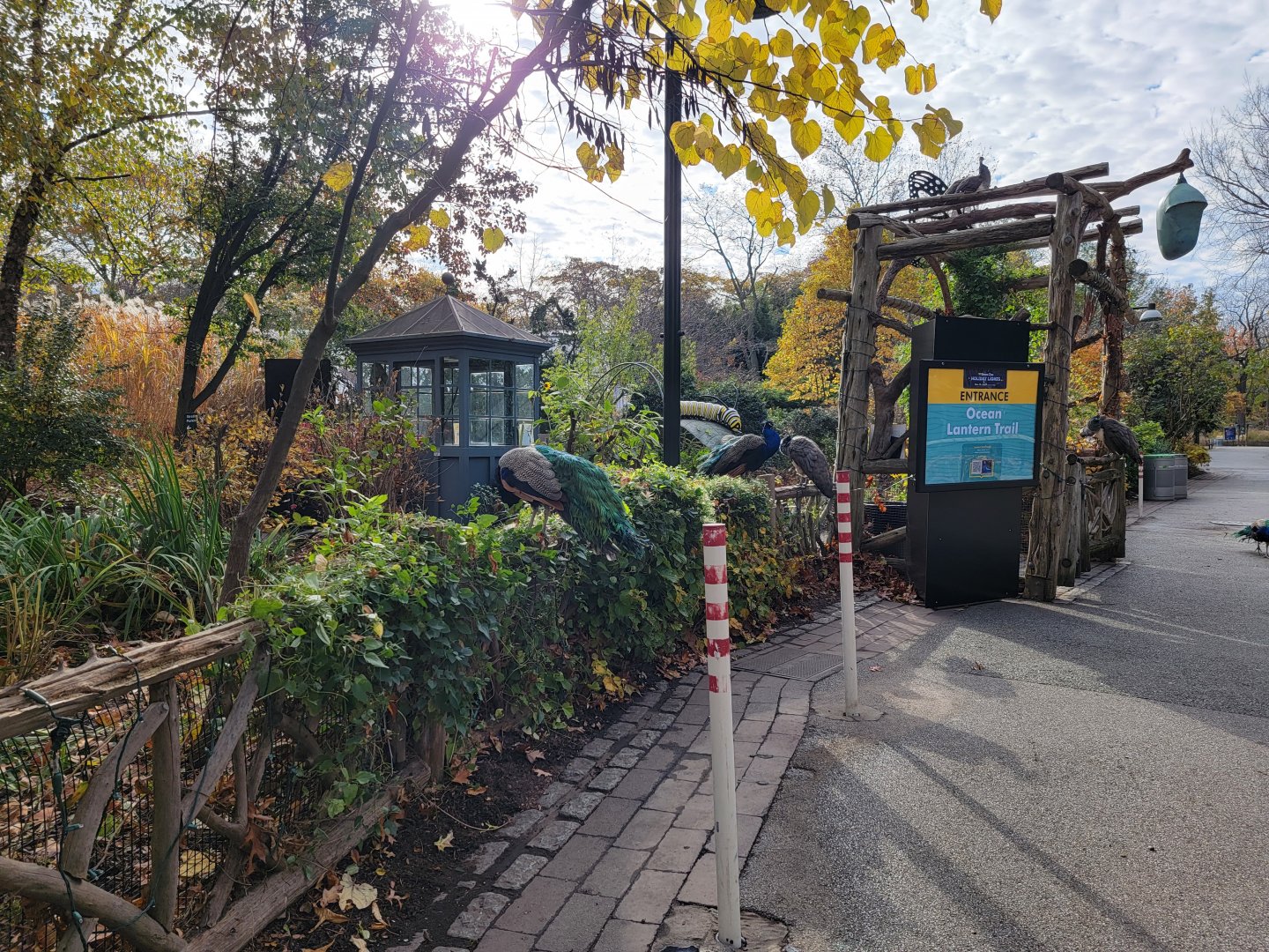 Bronx - Peafowl outside the butterfly garden