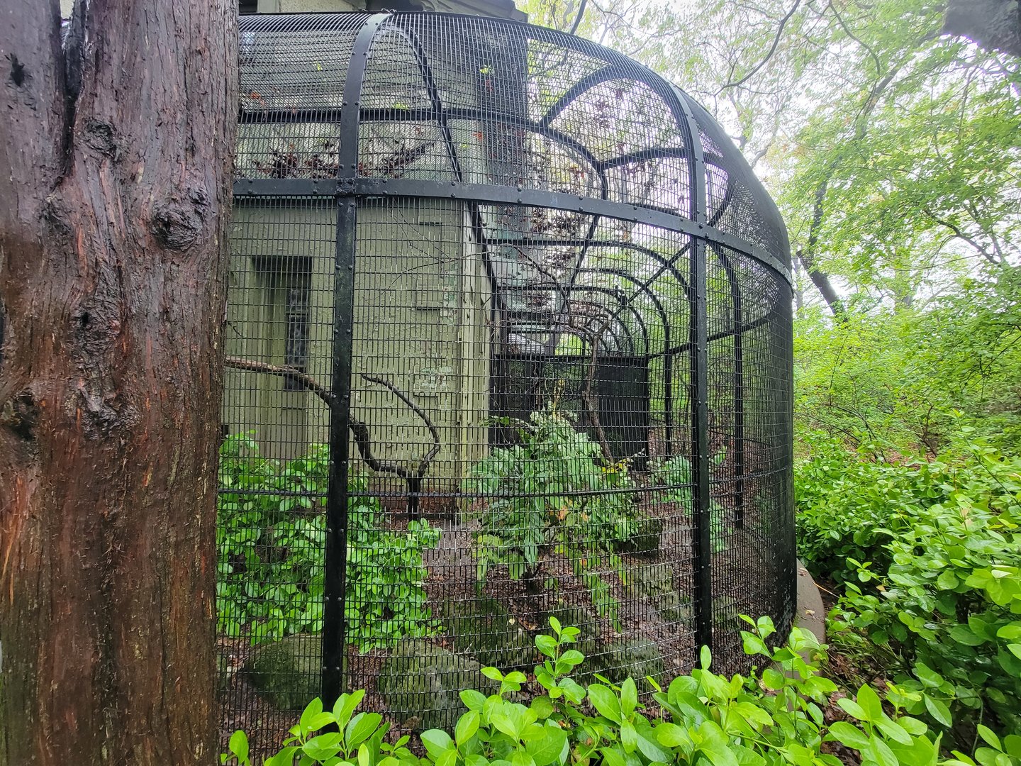 Bronx - Pheasantry, Australian magpie