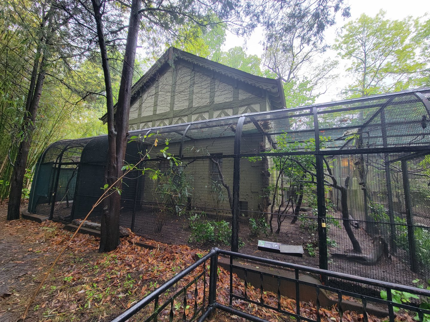 Bronx - Pheasantry, Azure-winged magpie (there's a magpie at each end!)