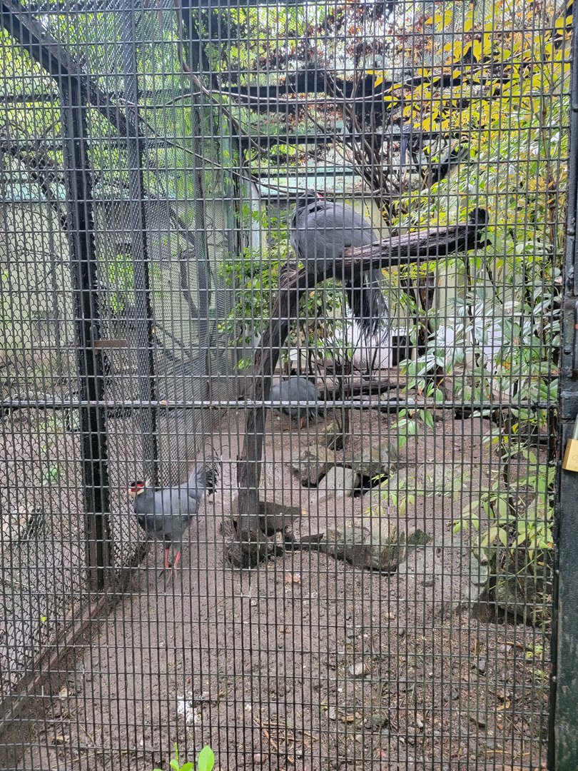 Bronx - Pheasantry, Blue eared pheasant and blue magpie
