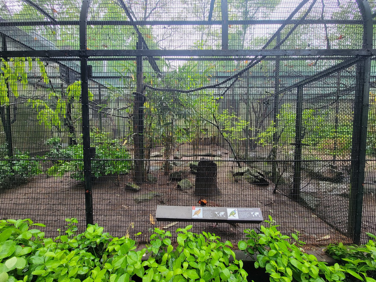 Bronx - Pheasantry, Cabot's tragopan and Mariana fruit dove