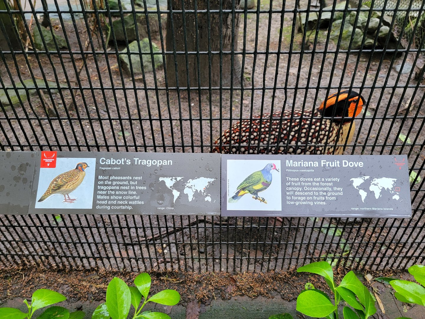 Bronx - Pheasantry, Cabot's tragopan