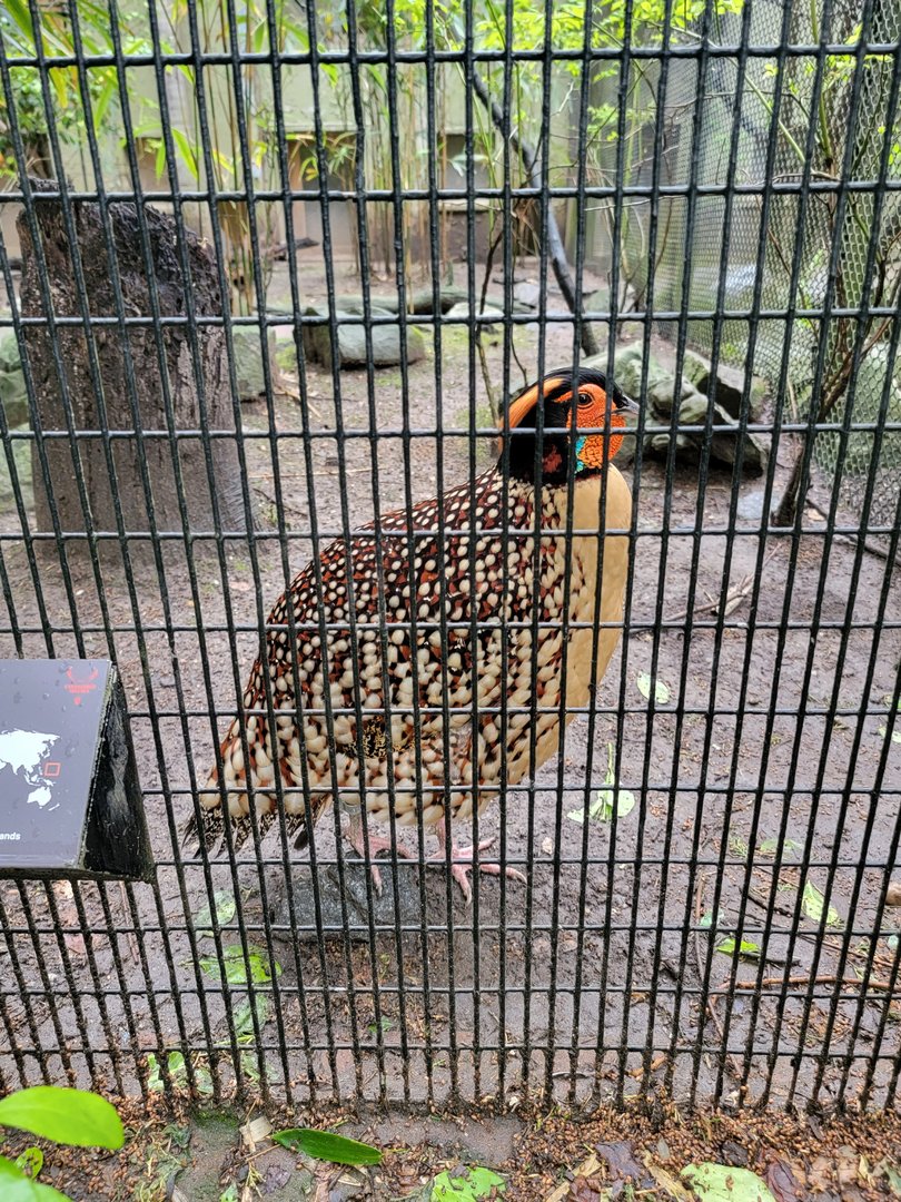 Bronx - Pheasantry, Cabot's tragopan