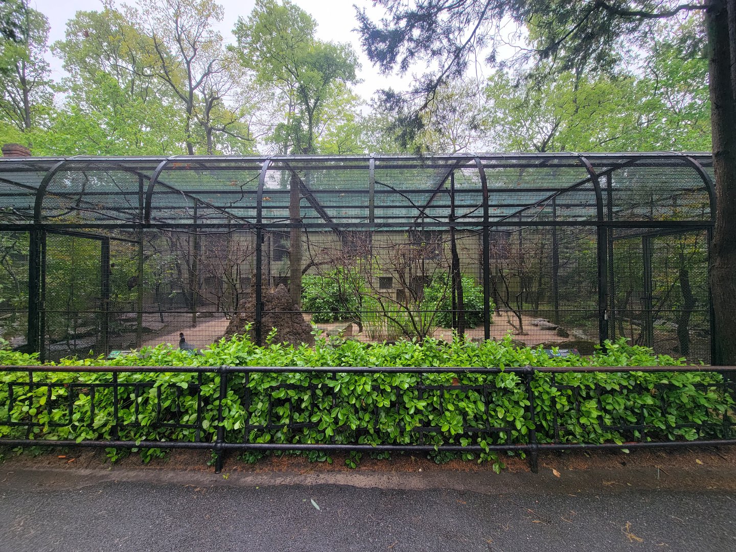 Bronx - Pheasantry, Kenya crested guineafowl and superb starling
