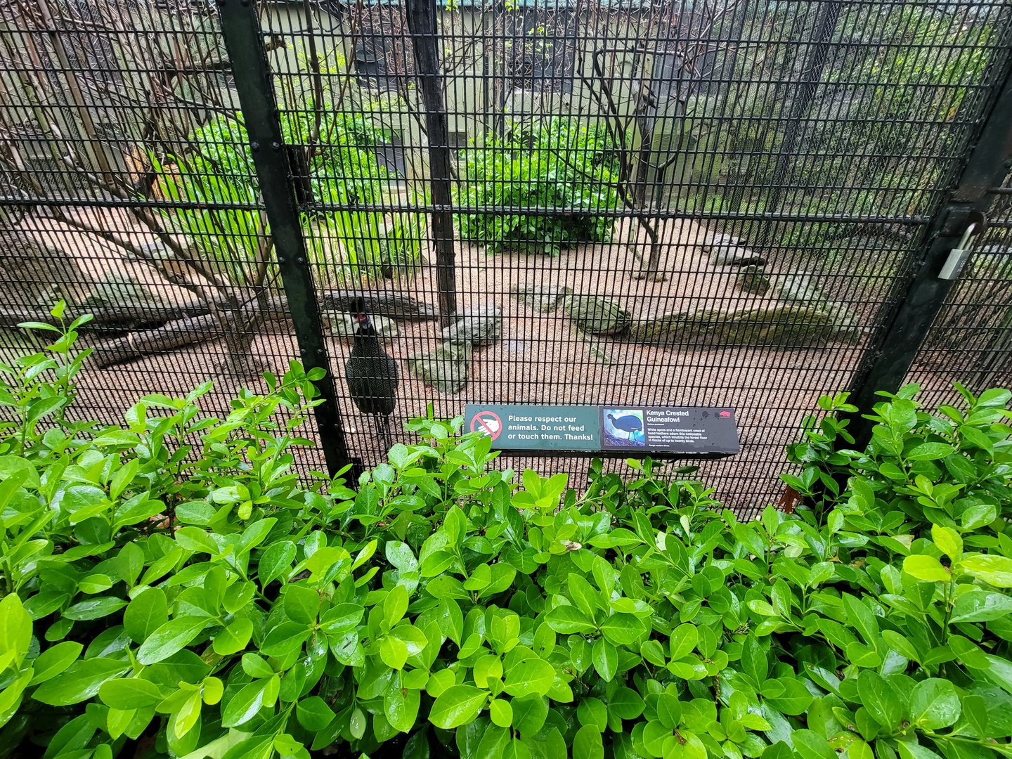 Bronx - Pheasantry, Kenya crested guineafowl
