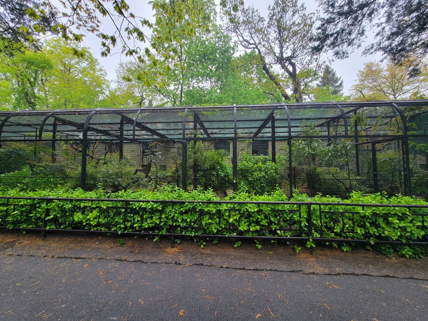 Bronx - Pheasantry, Palm-nut vulture