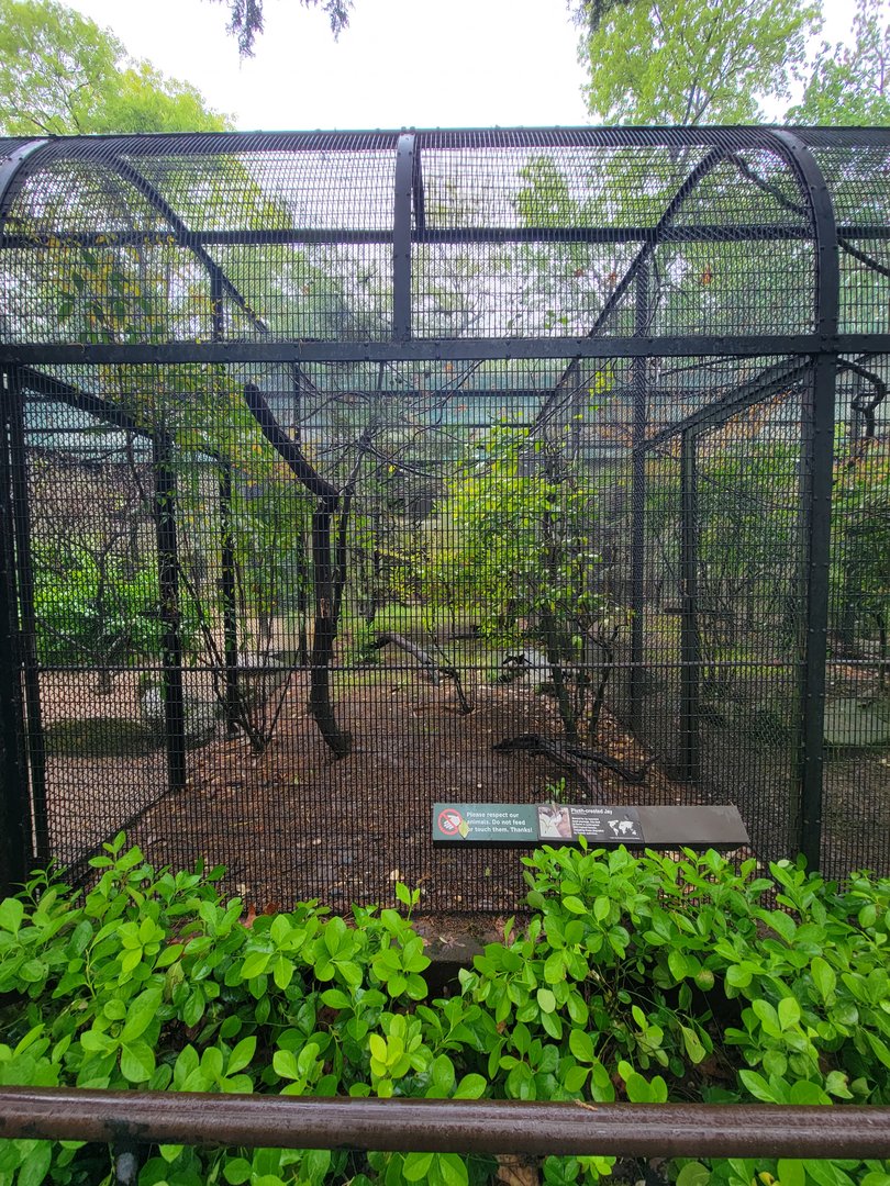 Bronx - Pheasantry, Plush-crested jay exhibit