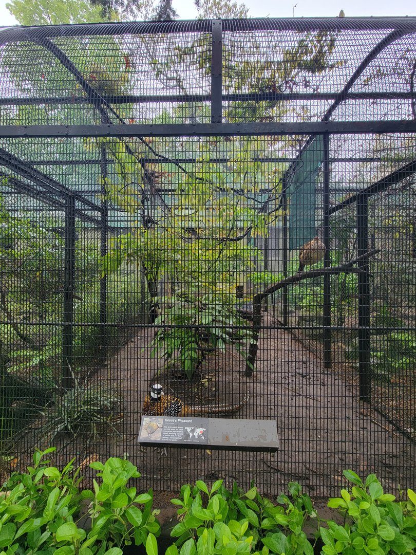 Bronx - Pheasantry, Reeve's pheasant