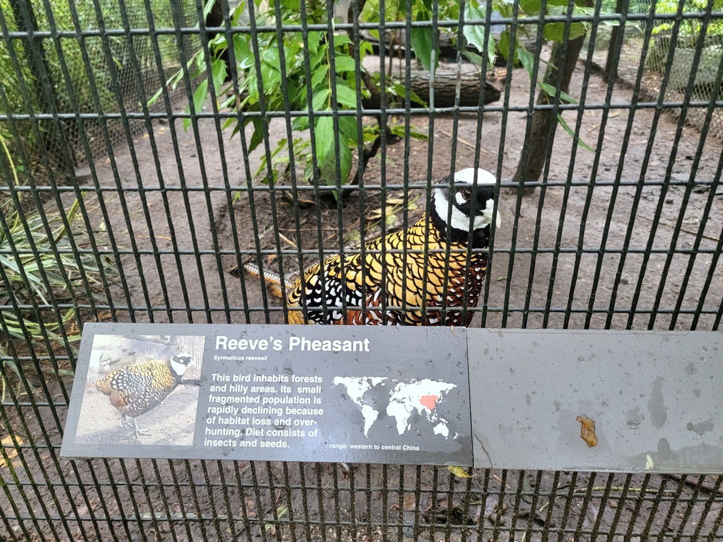 Bronx - Pheasantry, Reeve's pheasant