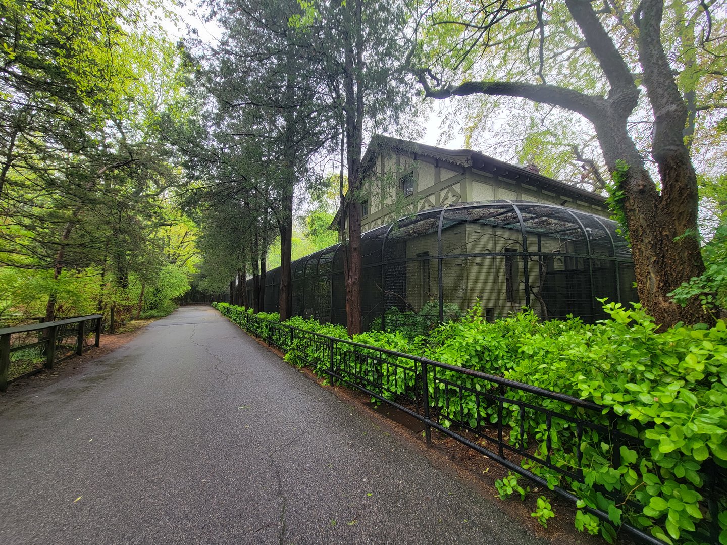 Bronx - Pheasantry, right end, Australian magpie