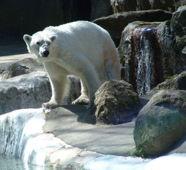 Bronx Polar Bear