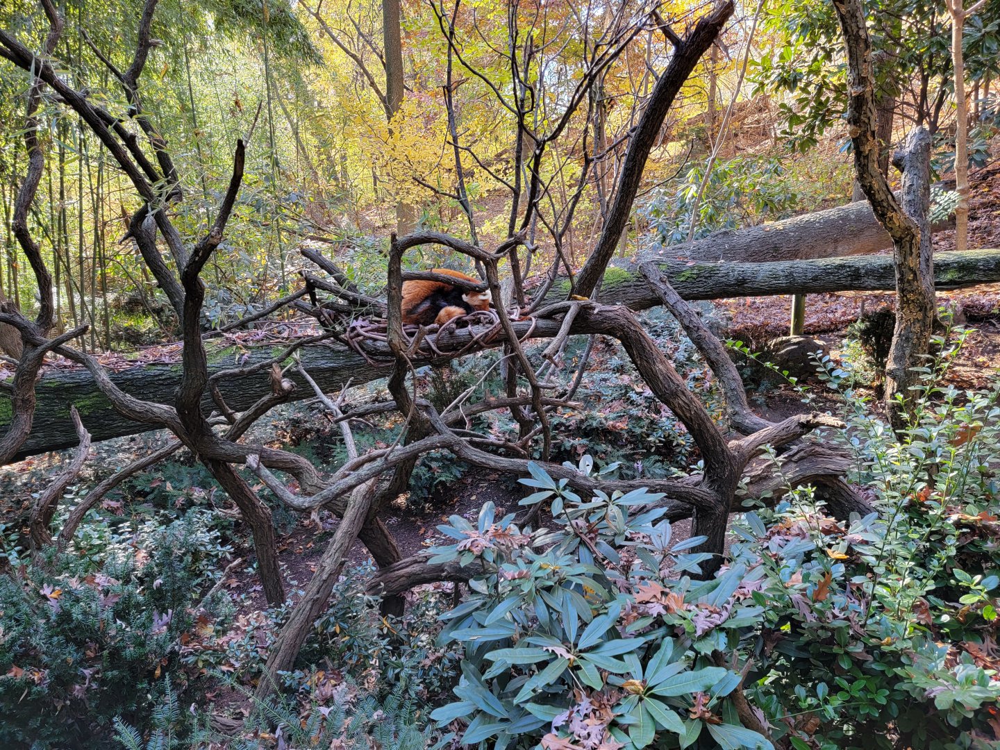Bronx - Red Panda exhibit