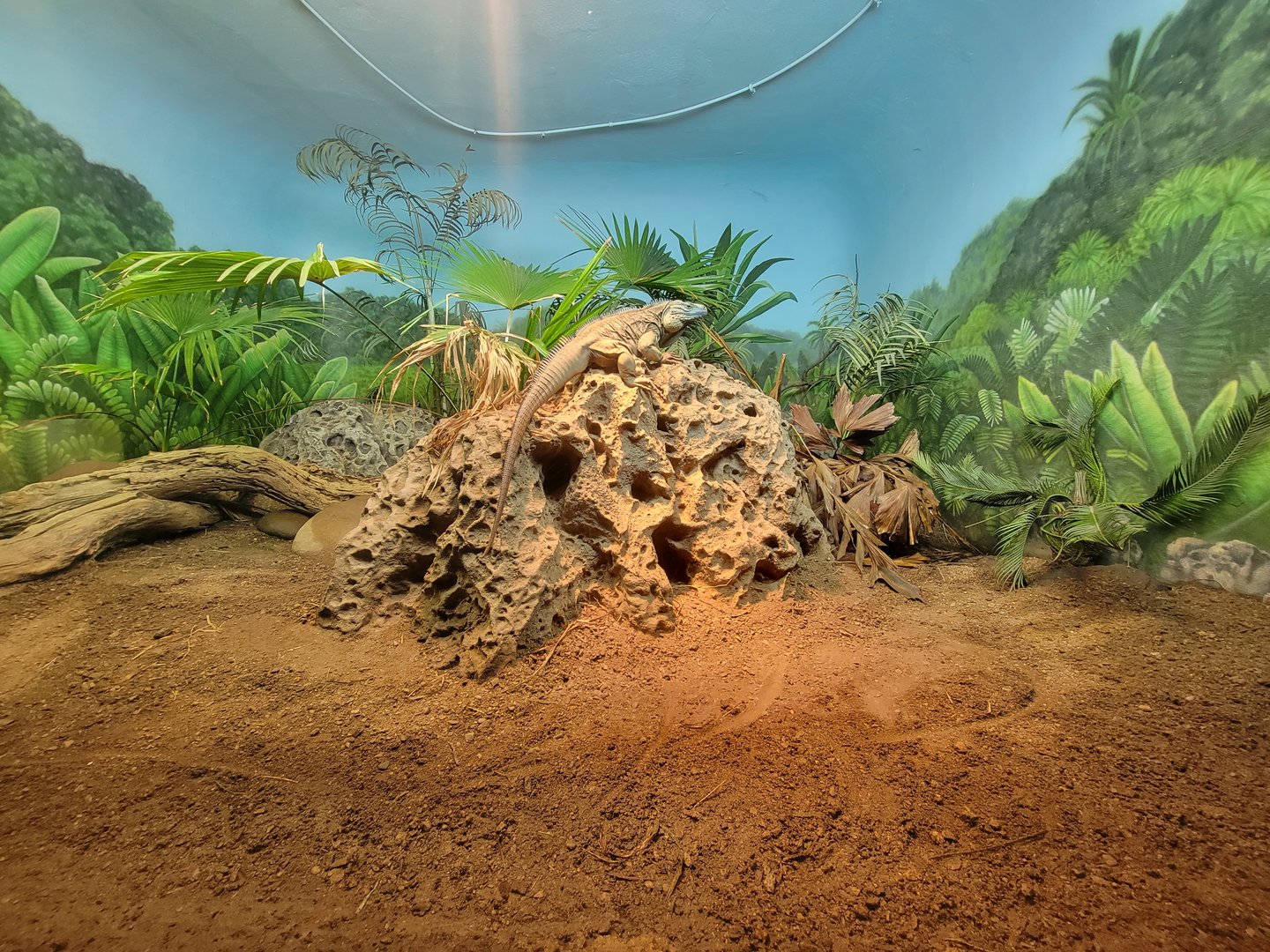 Bronx - Reptile House, blue iguana