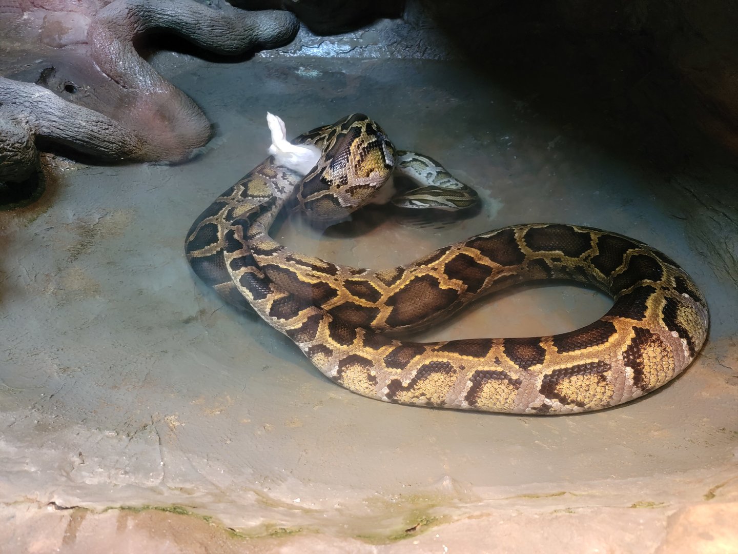 Bronx - Reptile House, Boa constrictor drowning/constricting dead rabbit
