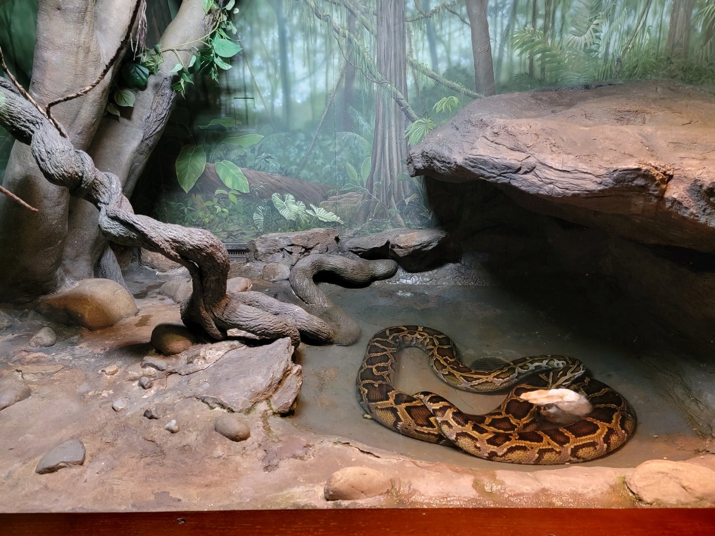 Bronx - Reptile House, Burmese Python drowning/constricting dead rabbit