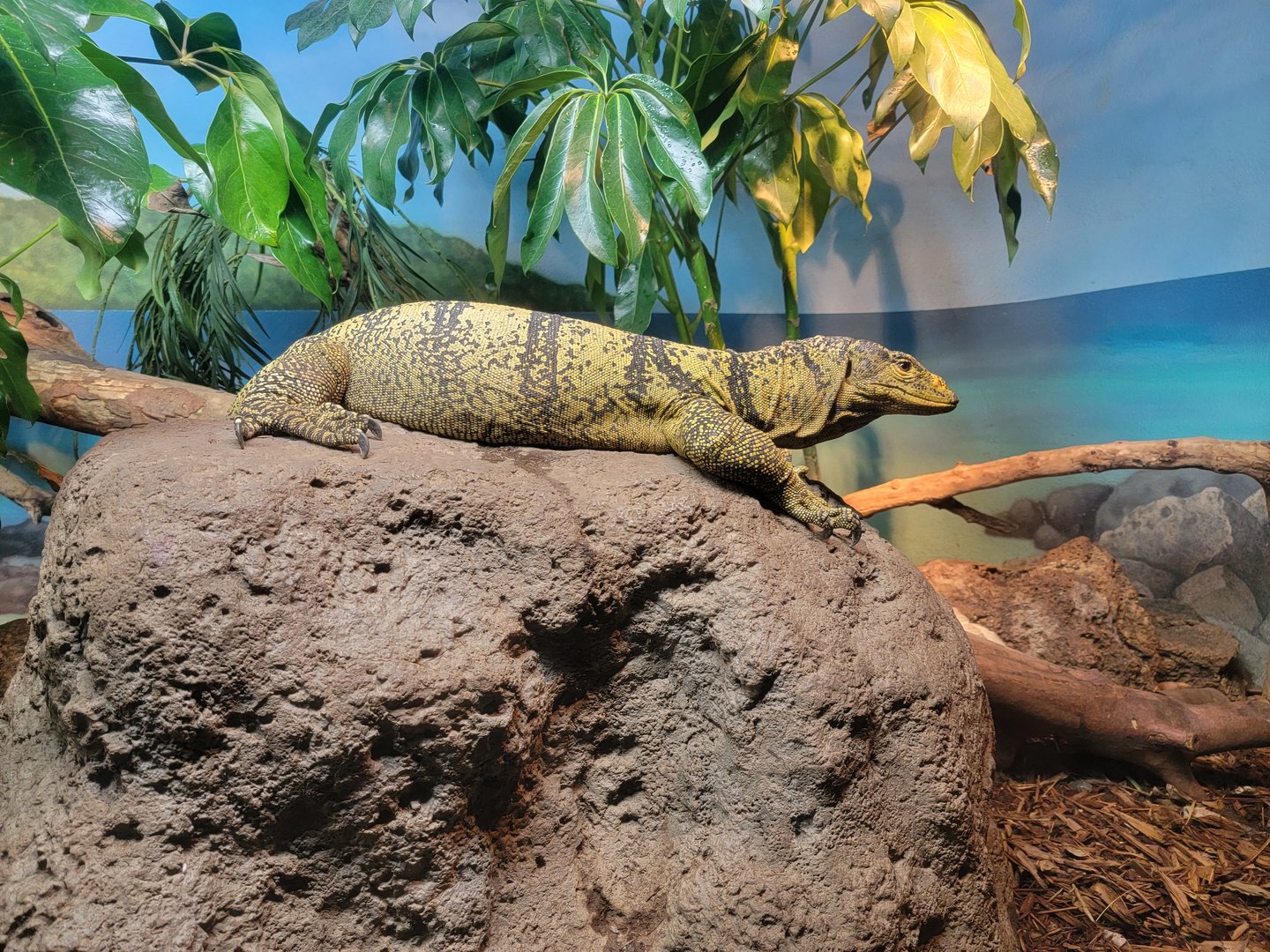 Bronx - Reptile House, Butaan / Gray's monitor