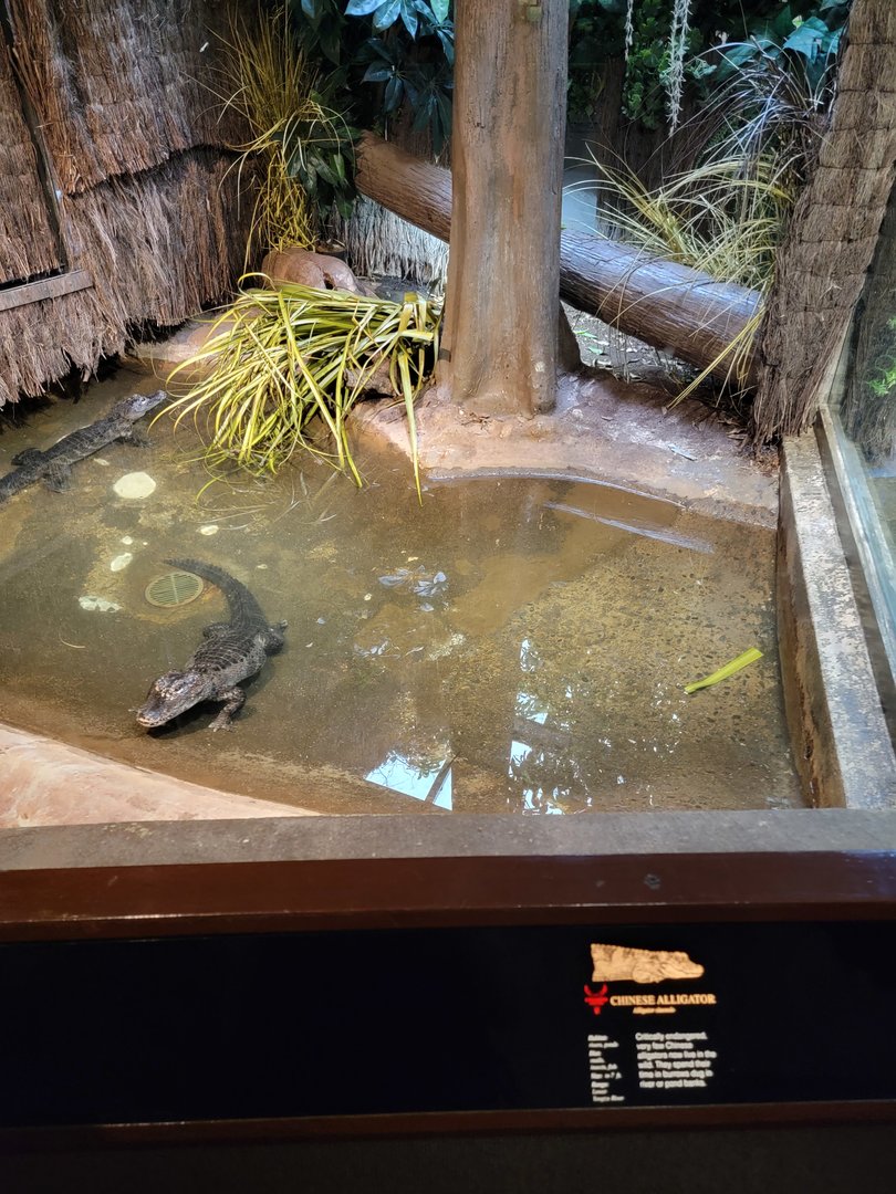 Bronx - Reptile House, Chinese alligator