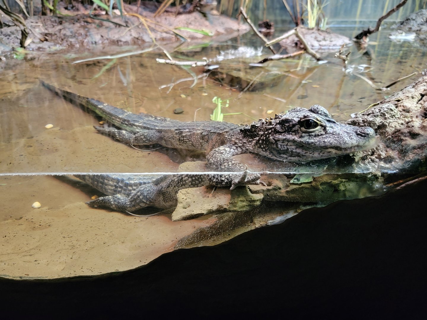 Bronx - Reptile House, Chinese alligator