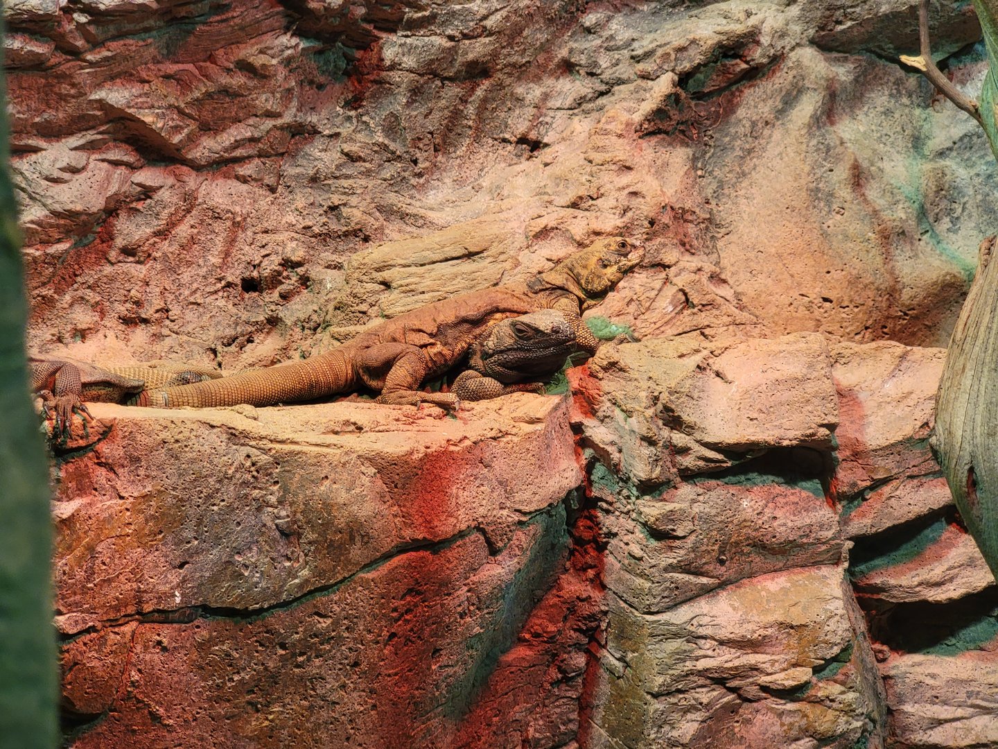 Bronx - Reptile House, chuckwalla pile