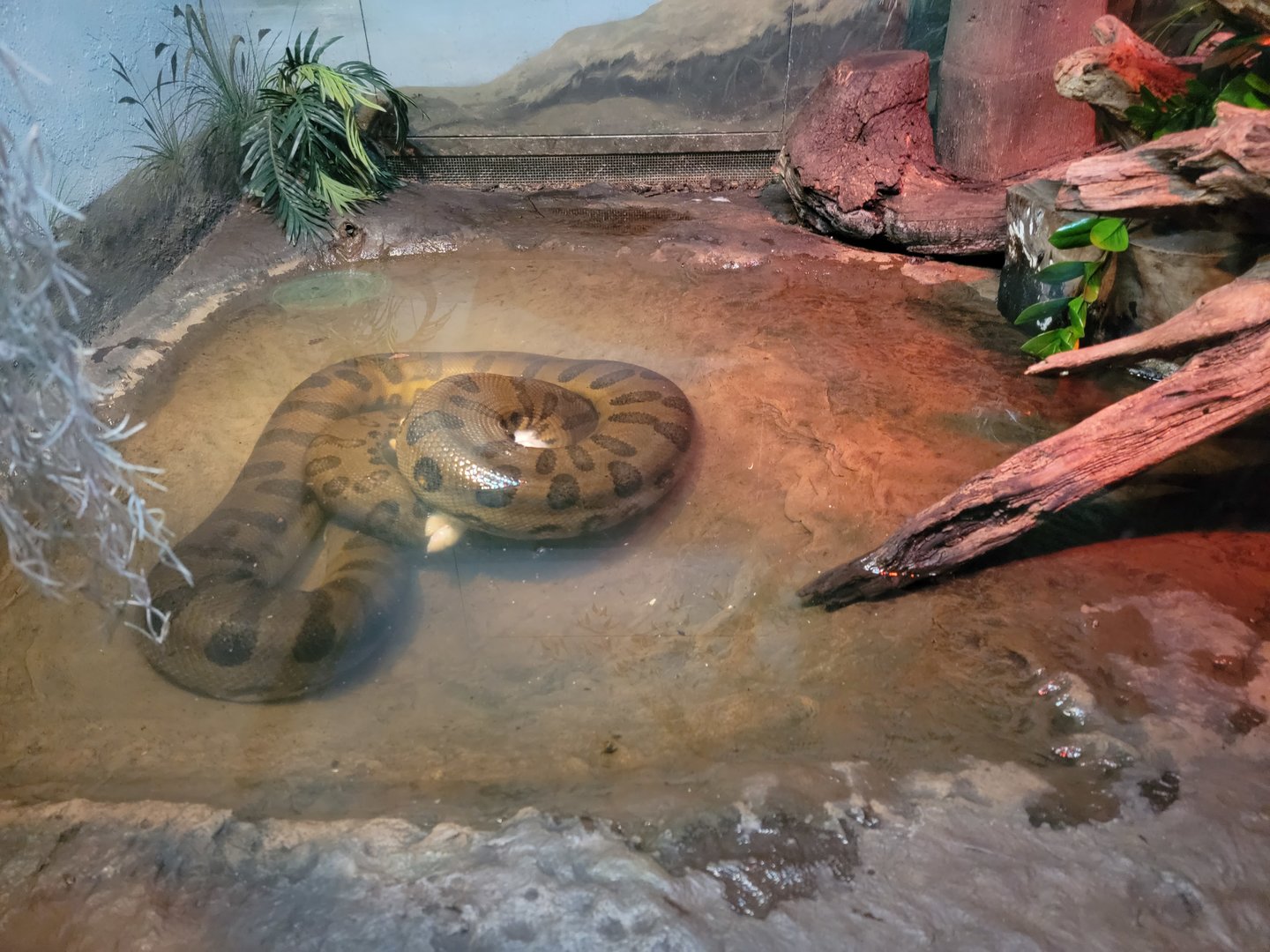 Bronx - Reptile House, Green anaconda drowning/constricting dead rabbit