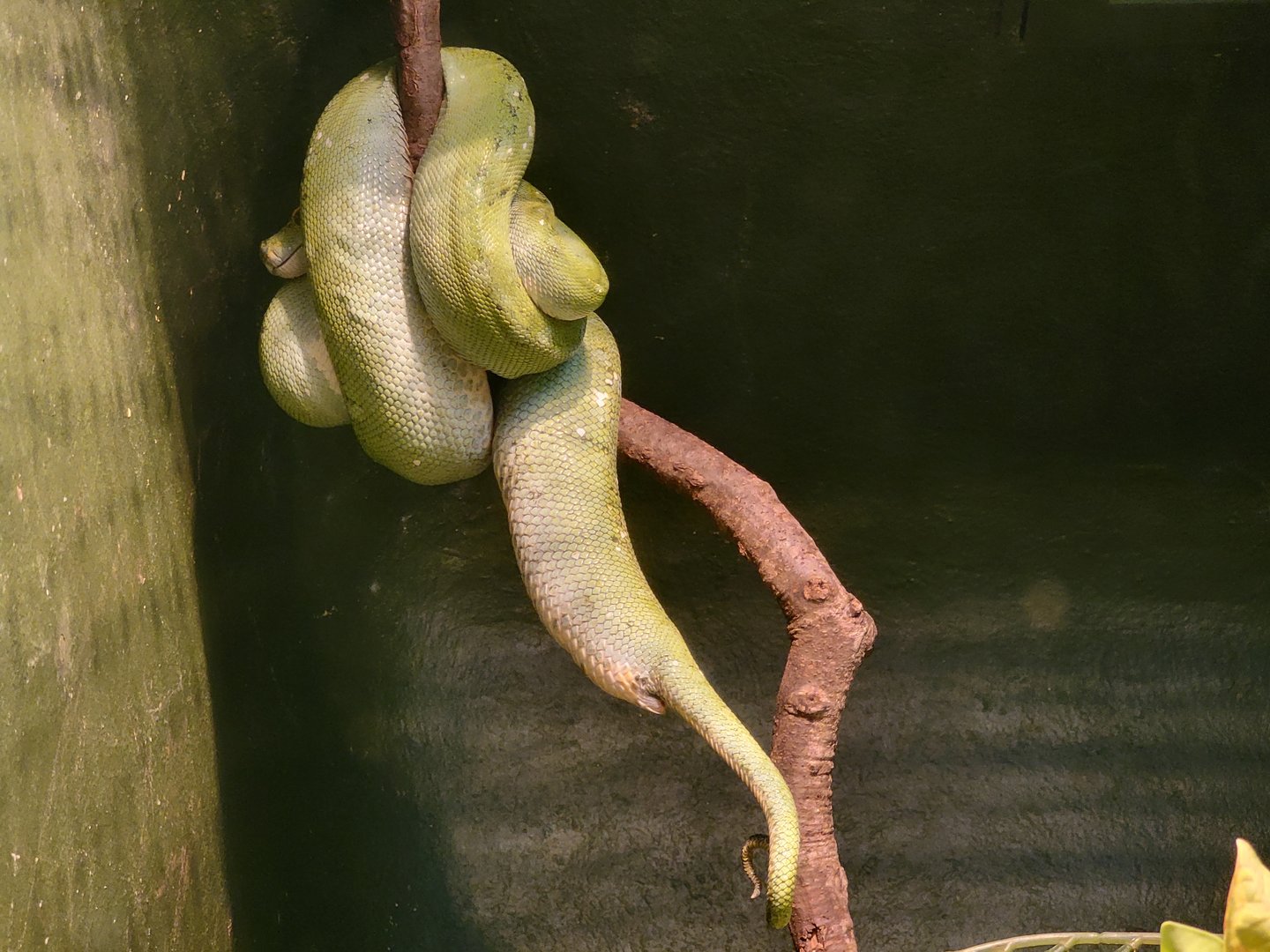 Bronx - Reptile House, Green tree python, what's off about this snake?