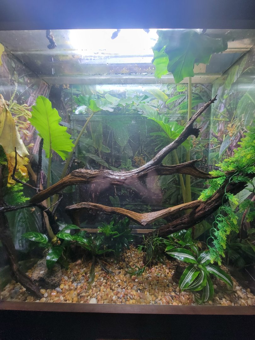 Bronx - Reptile House, Kihansi spray toads