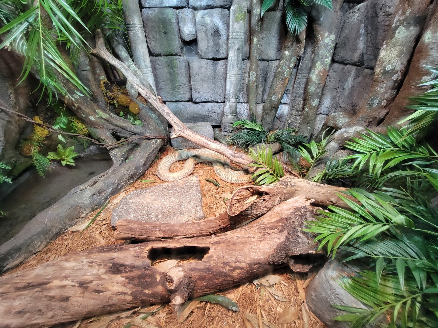 Bronx - Reptile House, King cobra