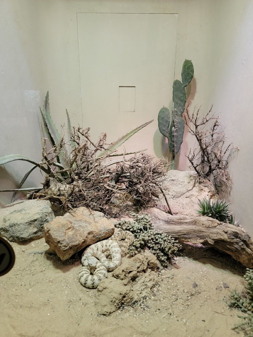 Bronx - Reptile House, Mojave Desert sidewinder and southwestern speckled rattlesnake