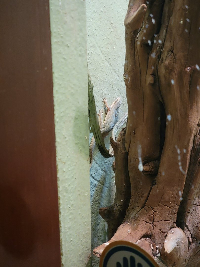 Bronx - Reptile House, one of the many mourning geckos that lives wild in the building