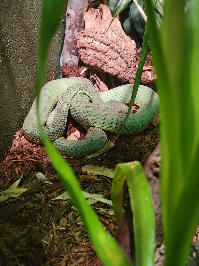 Bronx - Reptile House, Philippine pitviper