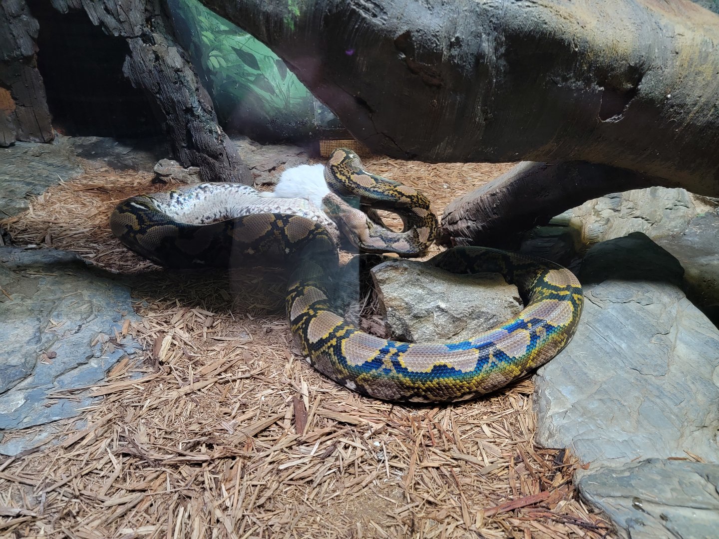 Bronx - Reptile House, Reticulated python eating a dead rabbit
