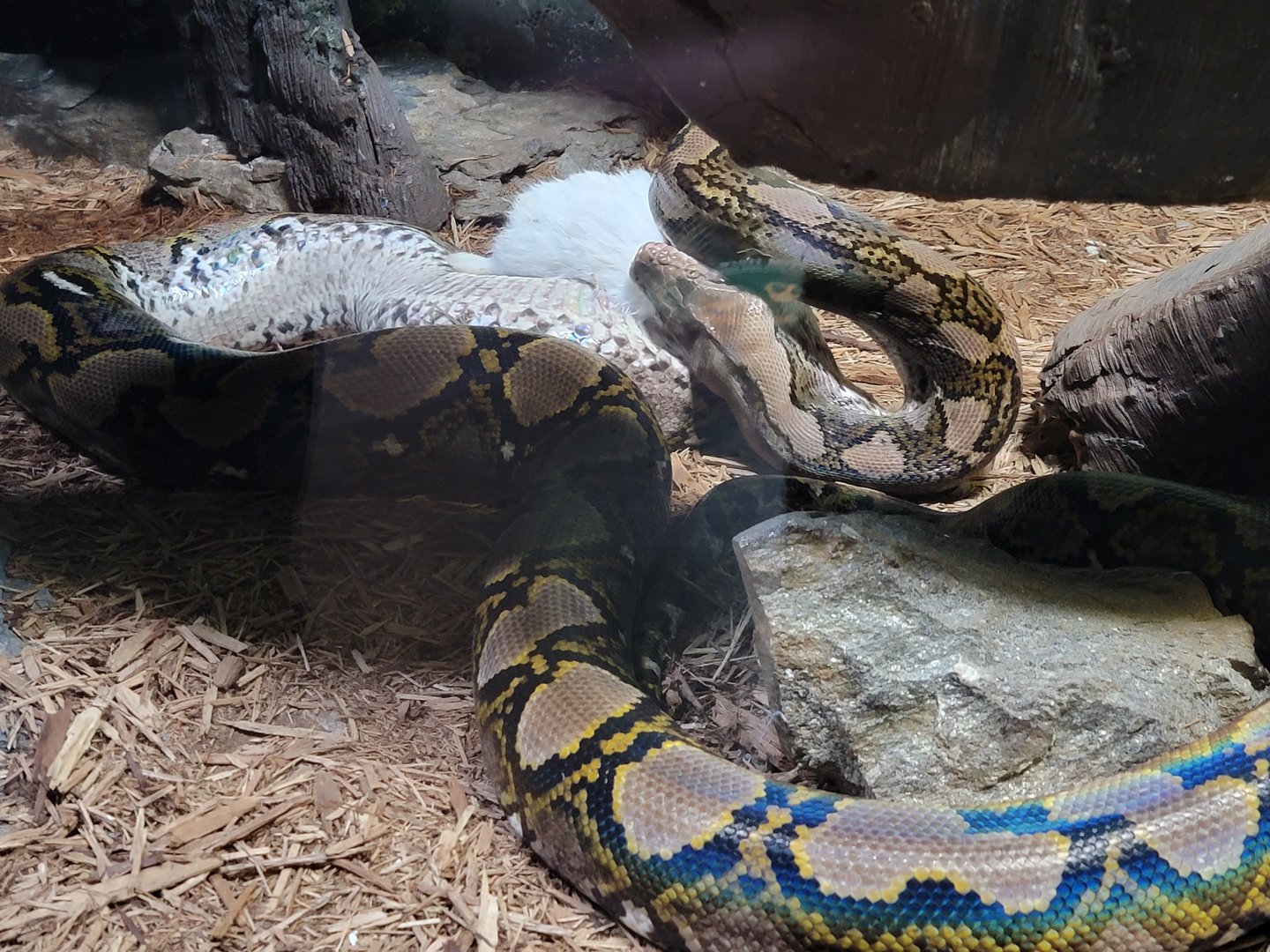 Bronx - Reptile House, Reticulated python eating a dead rabbit
