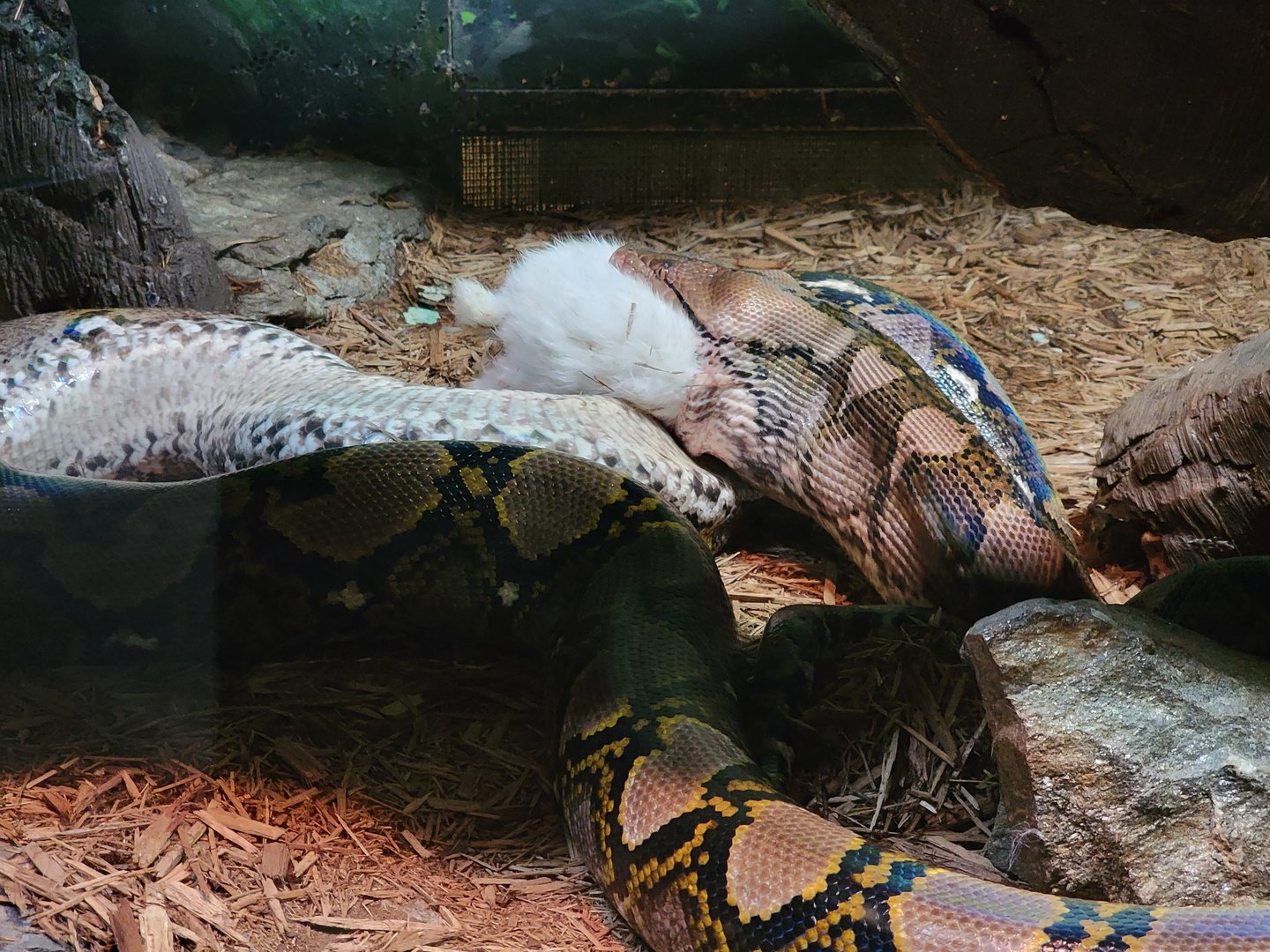 Bronx - Reptile House, Reticulated python eating a dead rabbit