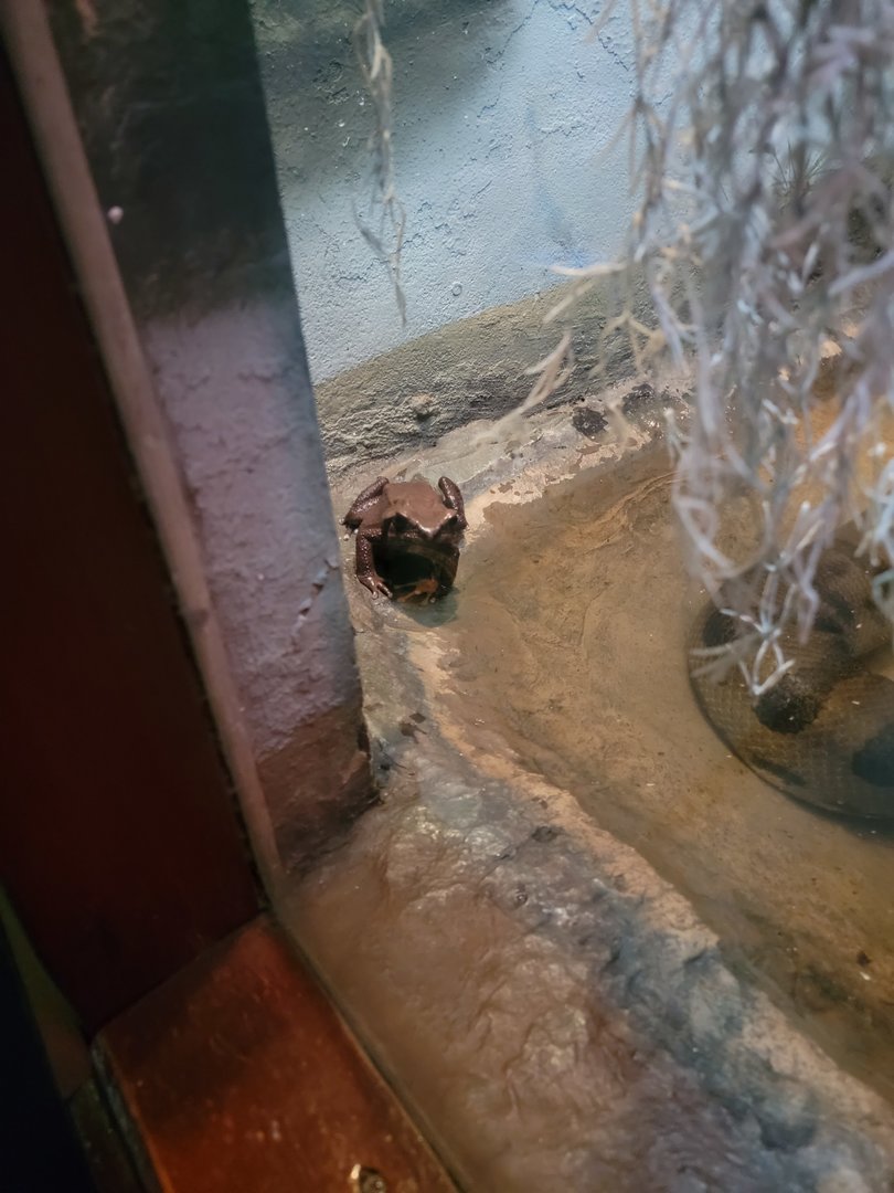 Bronx - Reptile House, Smooth-sided toad in anaconda exhibit