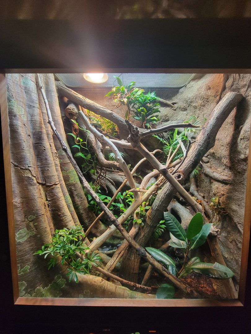 Bronx - Reptile House, White-lipped island pitviper (blue morph) and Brongersma's pitviper exhibit