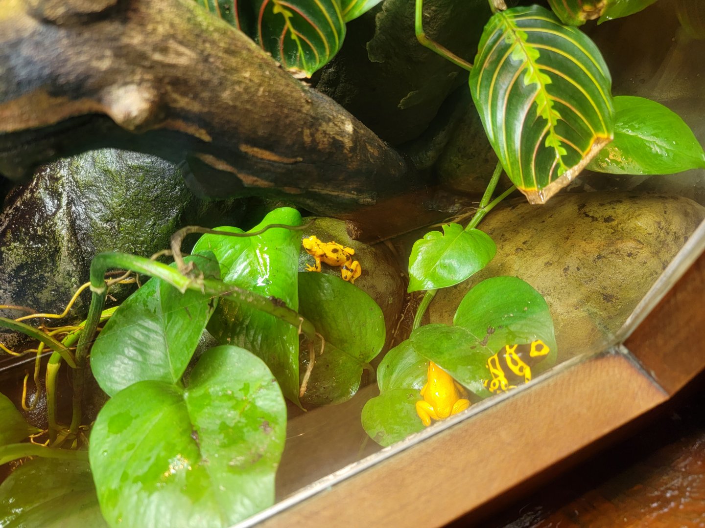 Bronx - RH - All the yellow dart frogs hanging out together :)
