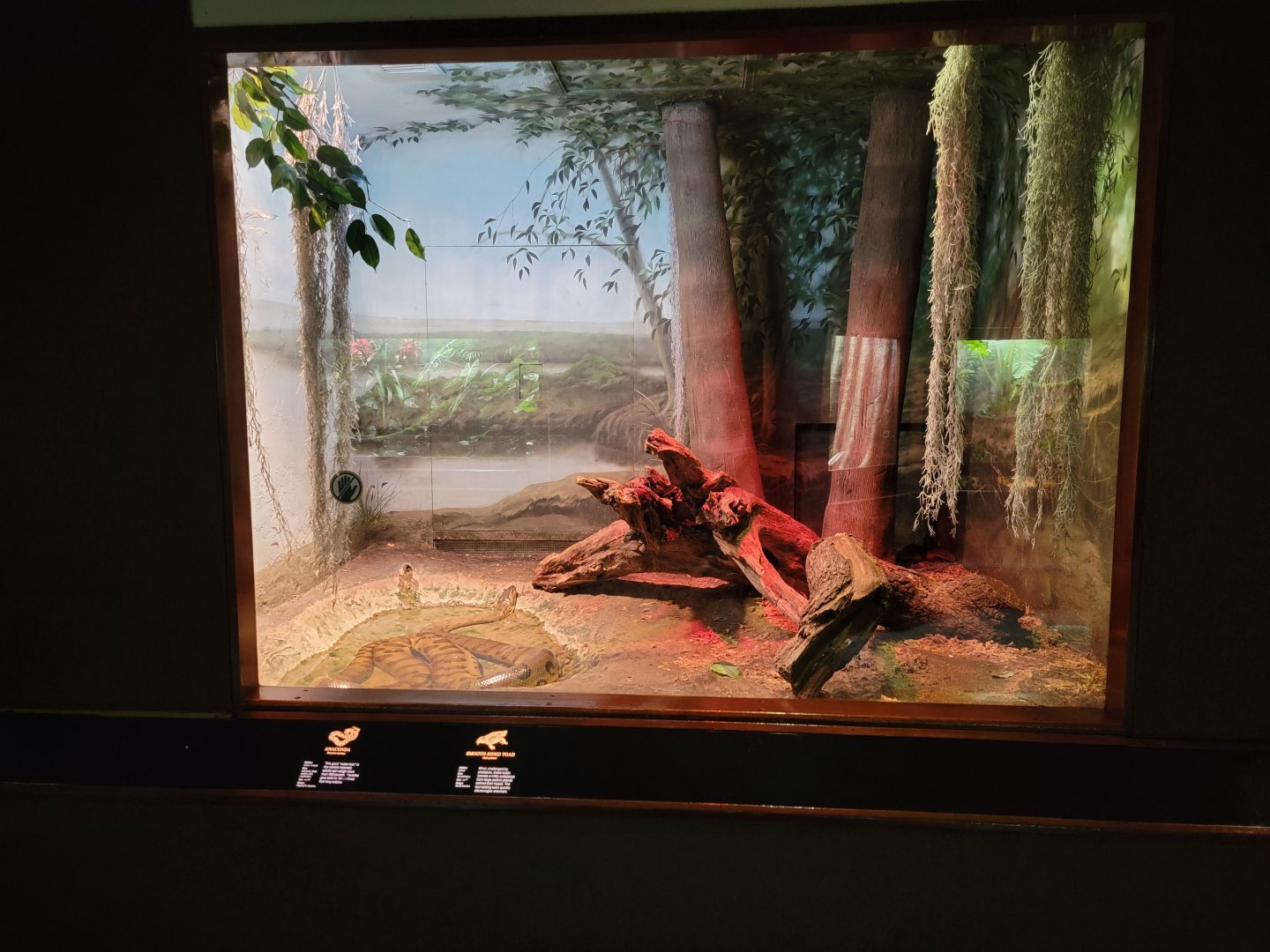 Bronx - RH - Anaconda, Smooth-sided Toads