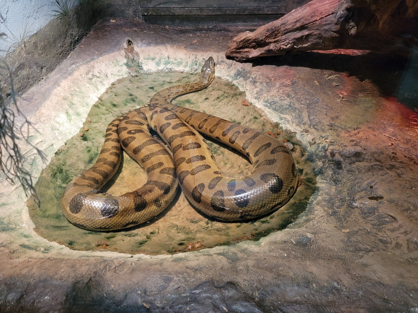 Bronx - RH - Anaconda