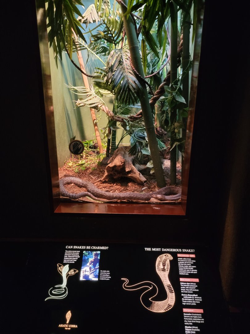 Bronx - RH - Asiatic Cobra