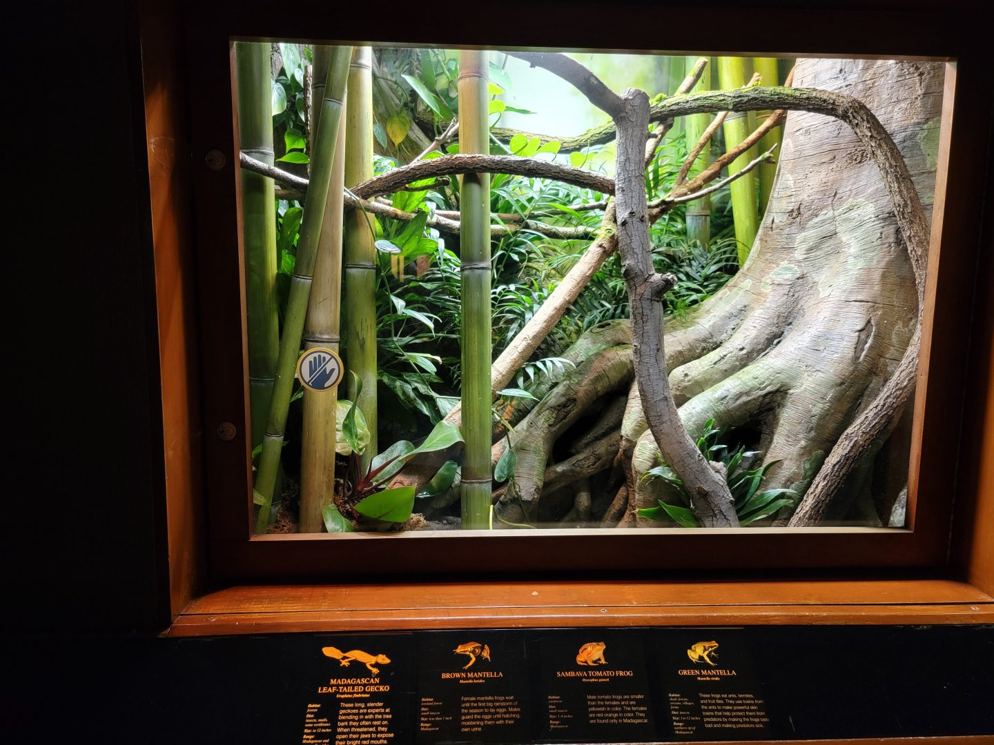 Bronx - RH - Brown Mantella, Green Mantella, Sambava Tomato Frog, Leaf-tailed Gecko