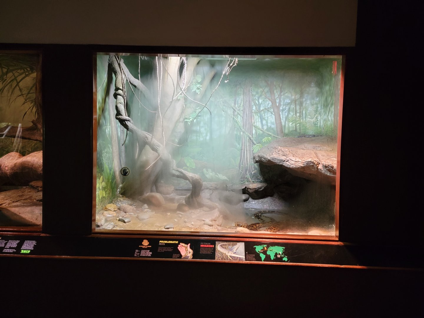 Bronx - RH - Burmese Pythons