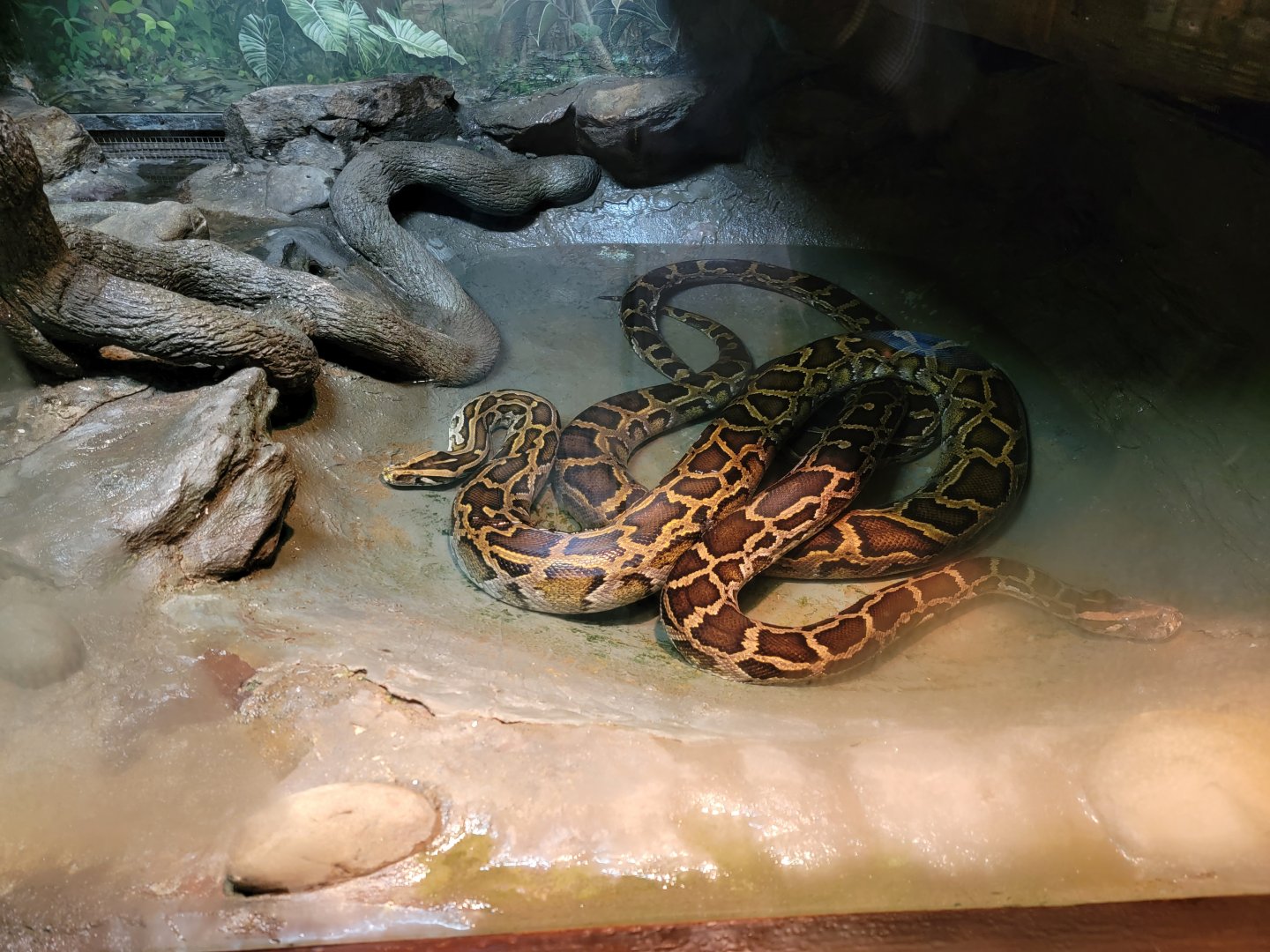 Bronx - RH - Burmese Pythons
