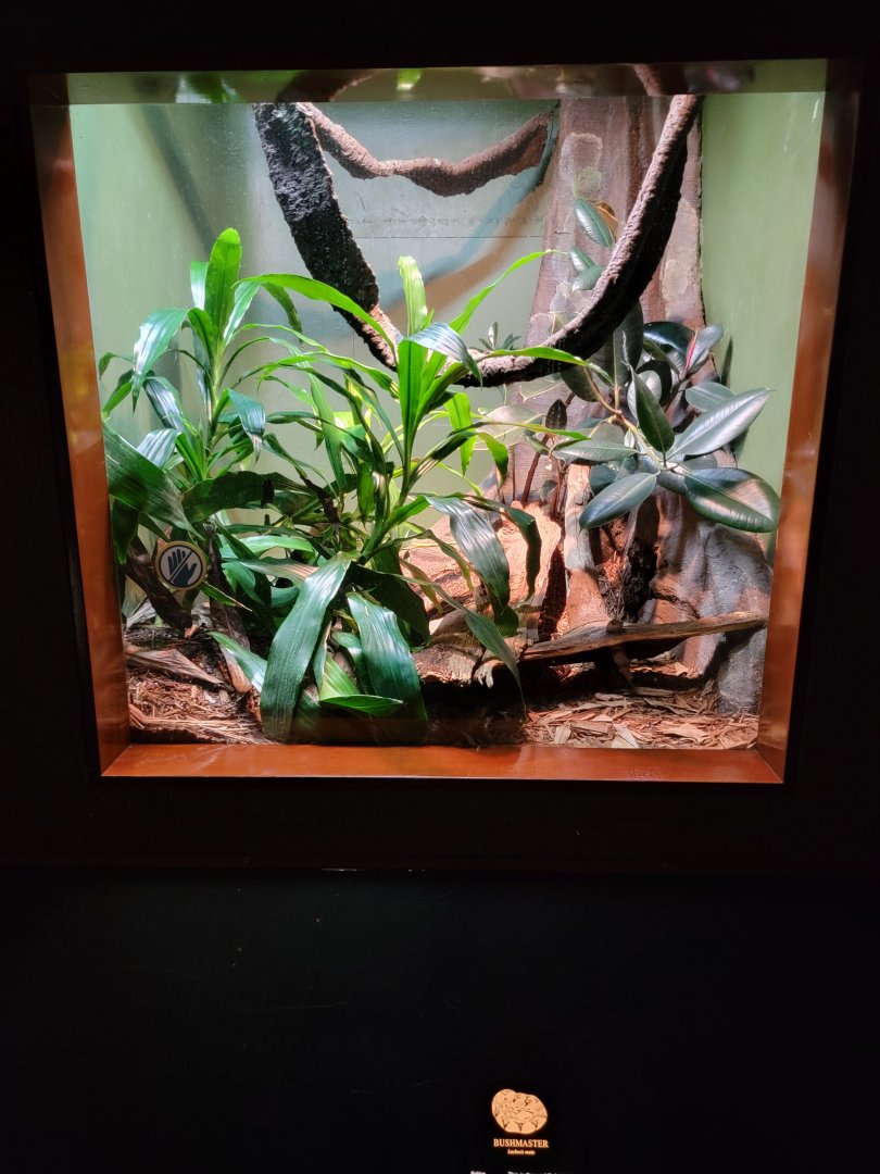 Bronx - RH - Bushmaster