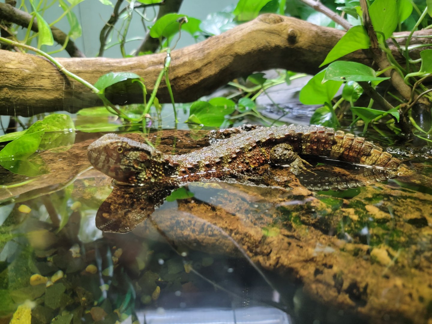 Bronx - RH - Chinese Crocodile Lizard
