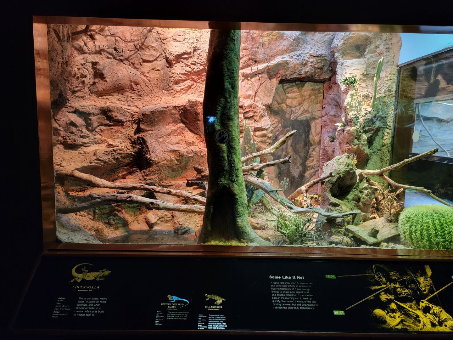 Bronx - RH - Chuckwalla, Gila Monster, Eastern Collared Lizard