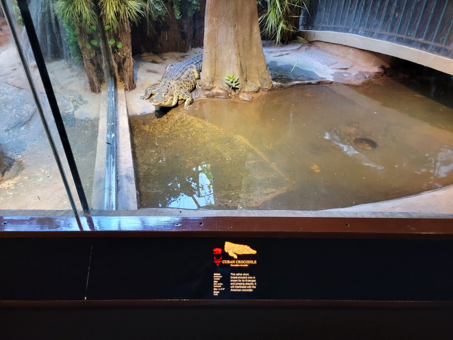 Bronx - RH - Cuban crocodile