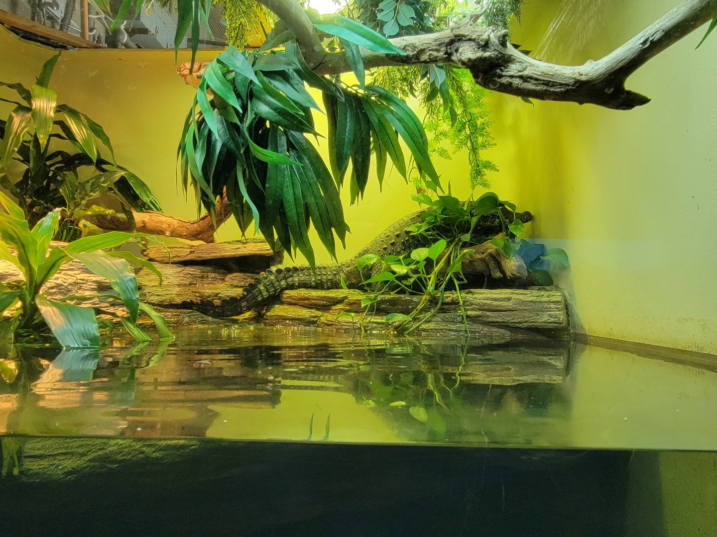 Bronx - RH - Dwarf Crocodile