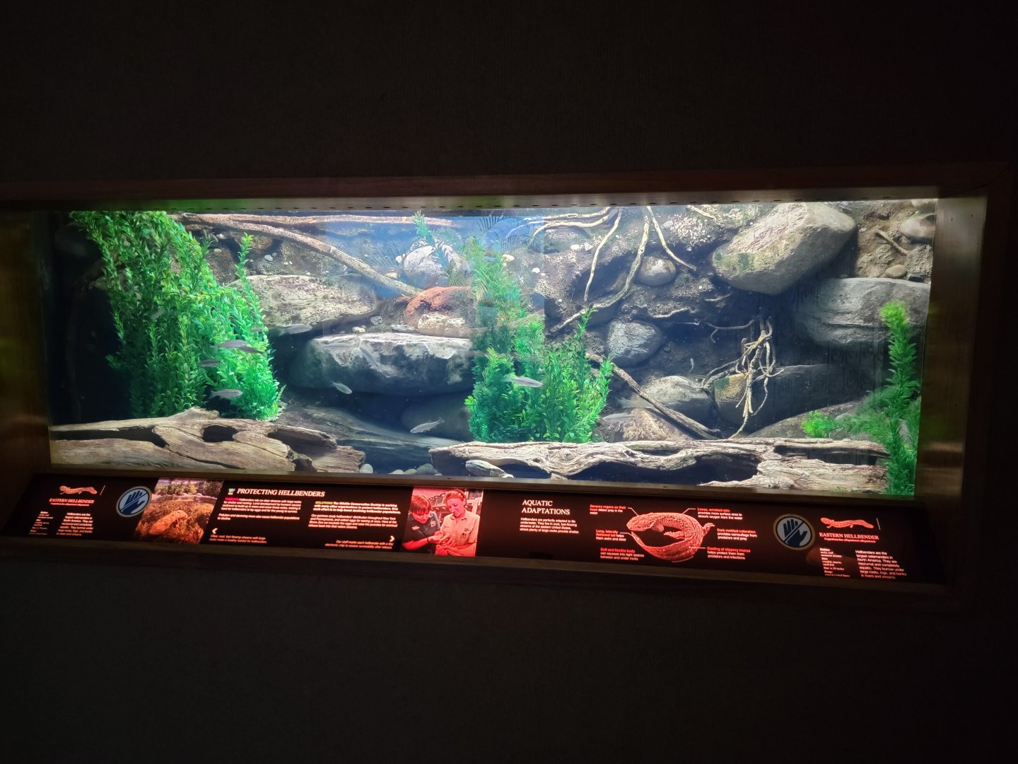 Bronx - RH - Eastern Hellbender