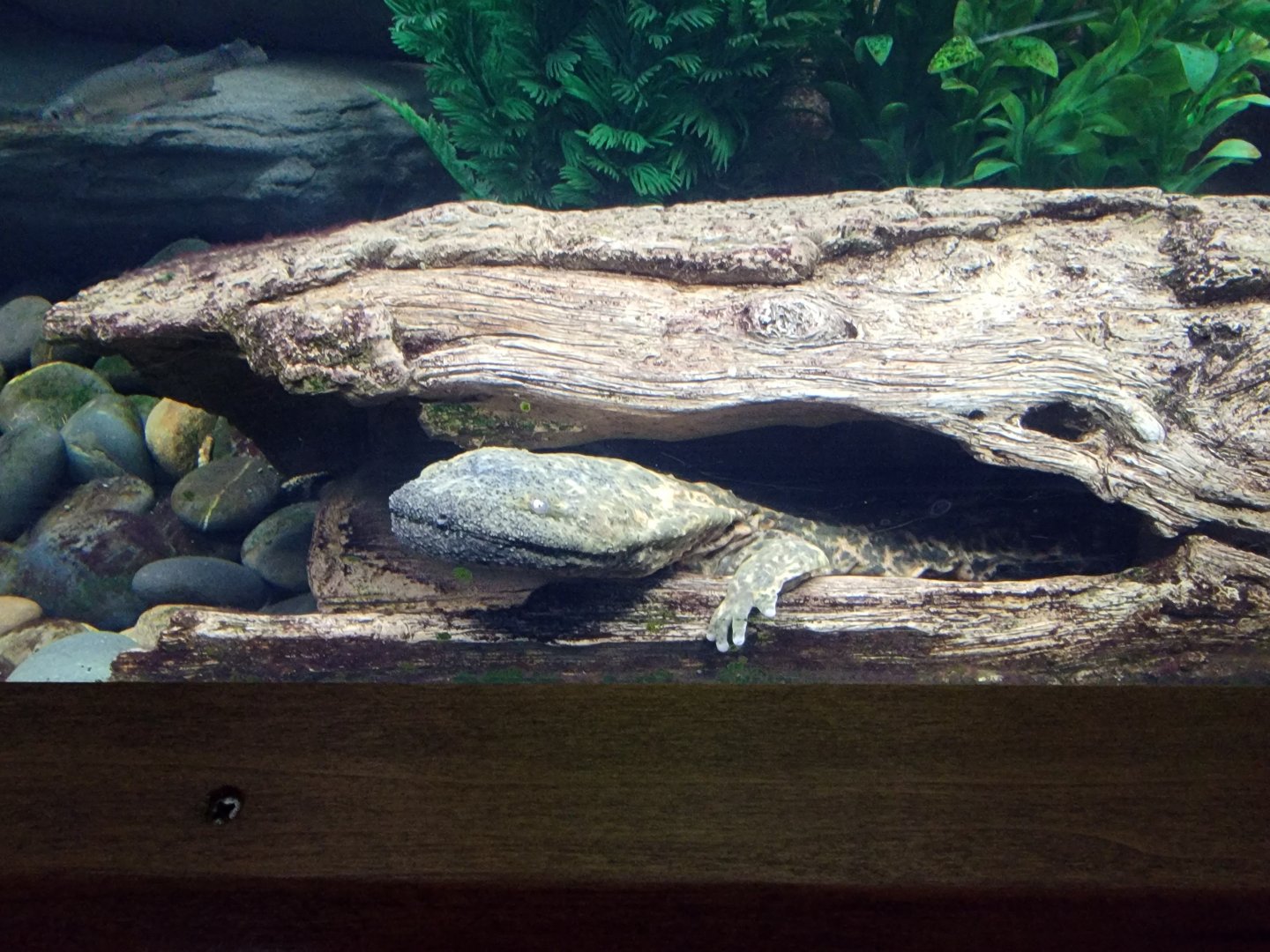 Bronx - RH - Eastern Hellbender