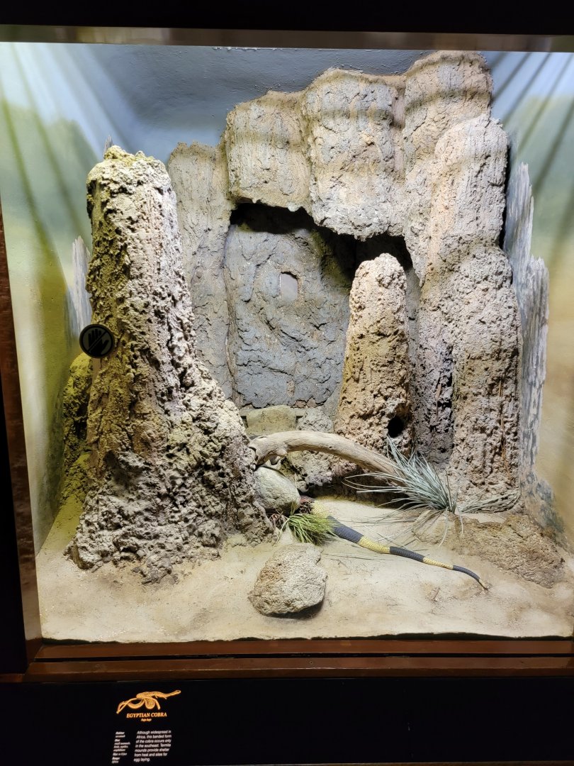 Bronx - RH - Egyptian Cobra (Banded cobra?)